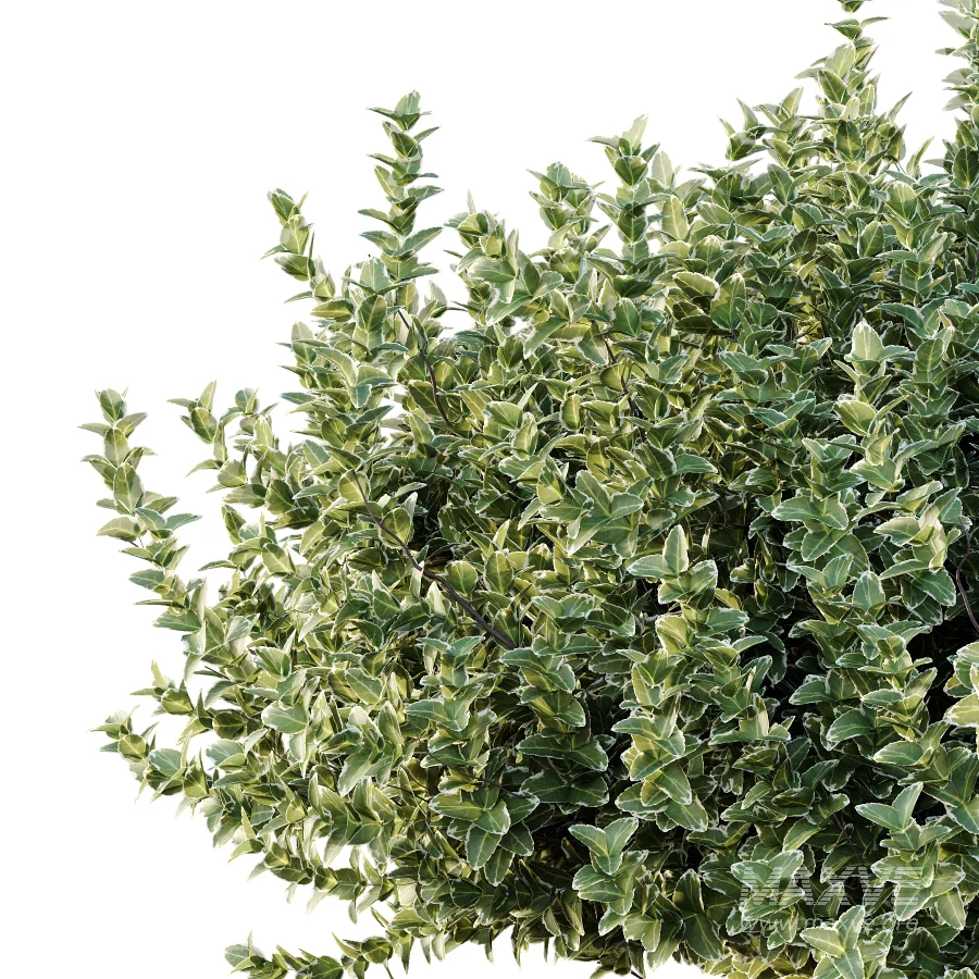 Diffrent Bush 01 Fruits Fortescue Euonymus - Image 3