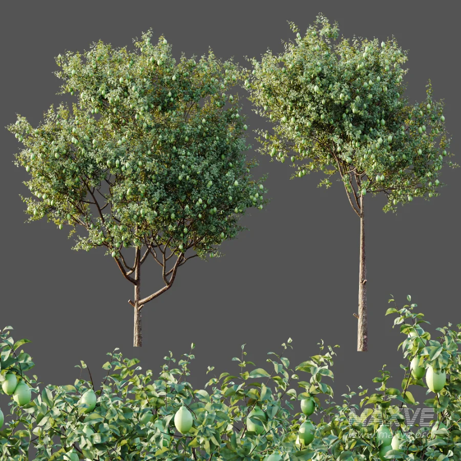 AV Plants Citrus Meyer Lemon Version02 - Image 6