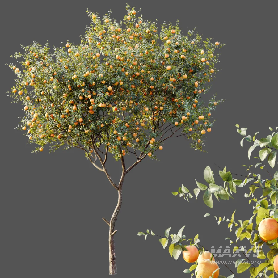 AV Plants Citrus Sinensis Orange Arancio Version02 - Image 5