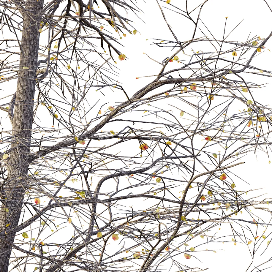 AV Dry winter trees - Image 4