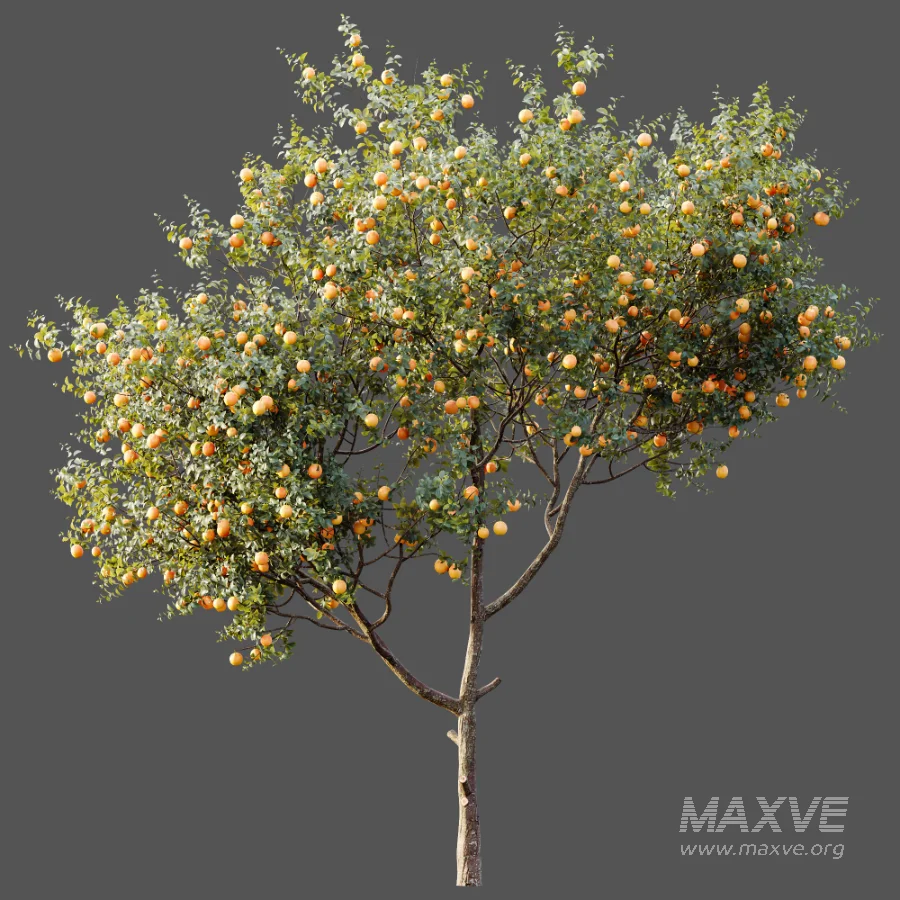 AV Plants Citrus Sinensis Orange Arancio Version02 - Image 4