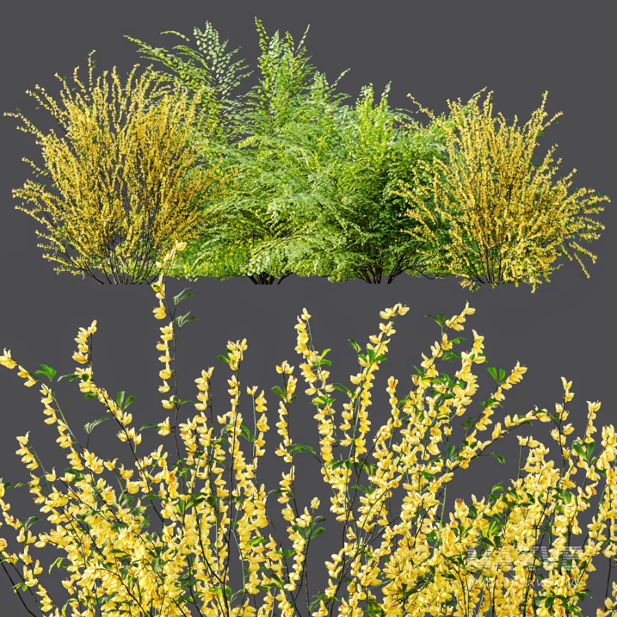 AV Adiantum Capillus Veneris Fern and Cytisus scoparius bush - Image 8