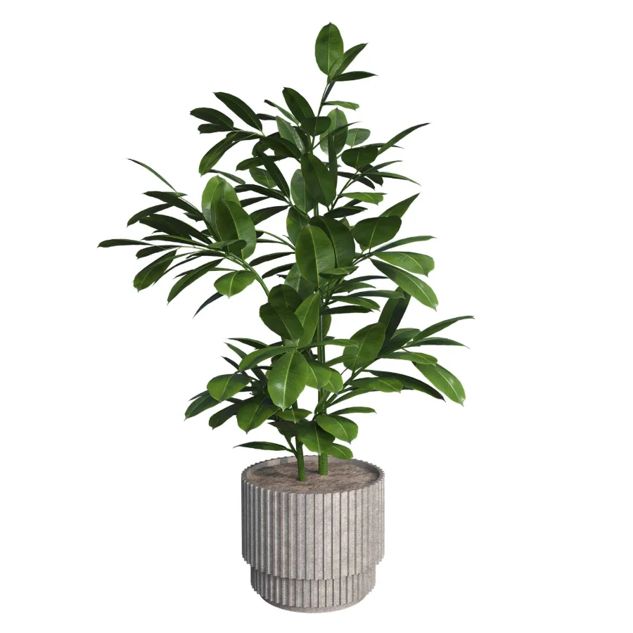 indoor plant_003 - Image 1