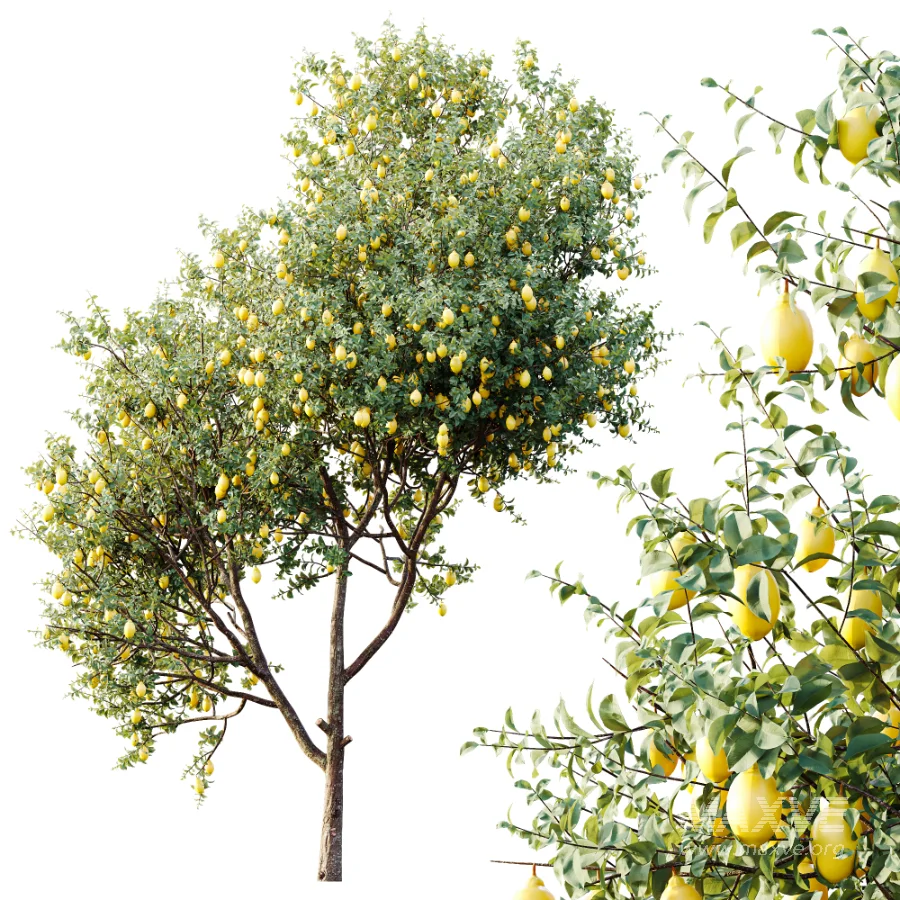 AV Plants Citrus Meyer Lemon Orange Version02 - Image 3