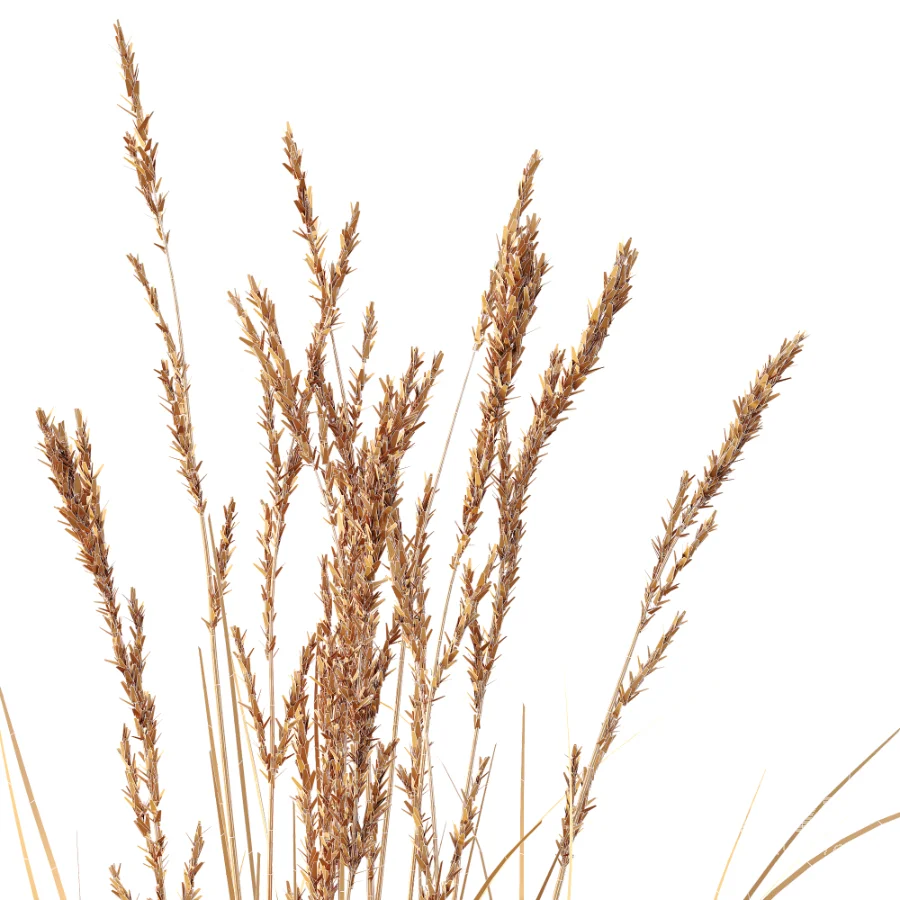 AV Plant Purple Moor Grass Molinia Caerulea Fall - Image 10