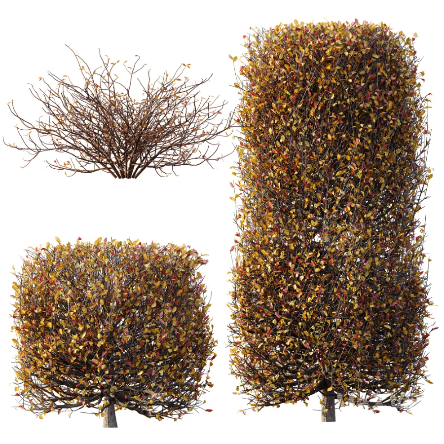 AV Winter plant Snow Quihoui Privet and Snow Abelia Grandiflora - Image 8