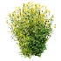 Senecio jacobaea wild flowers Tansy ragwort 04 - Thumbnail 2