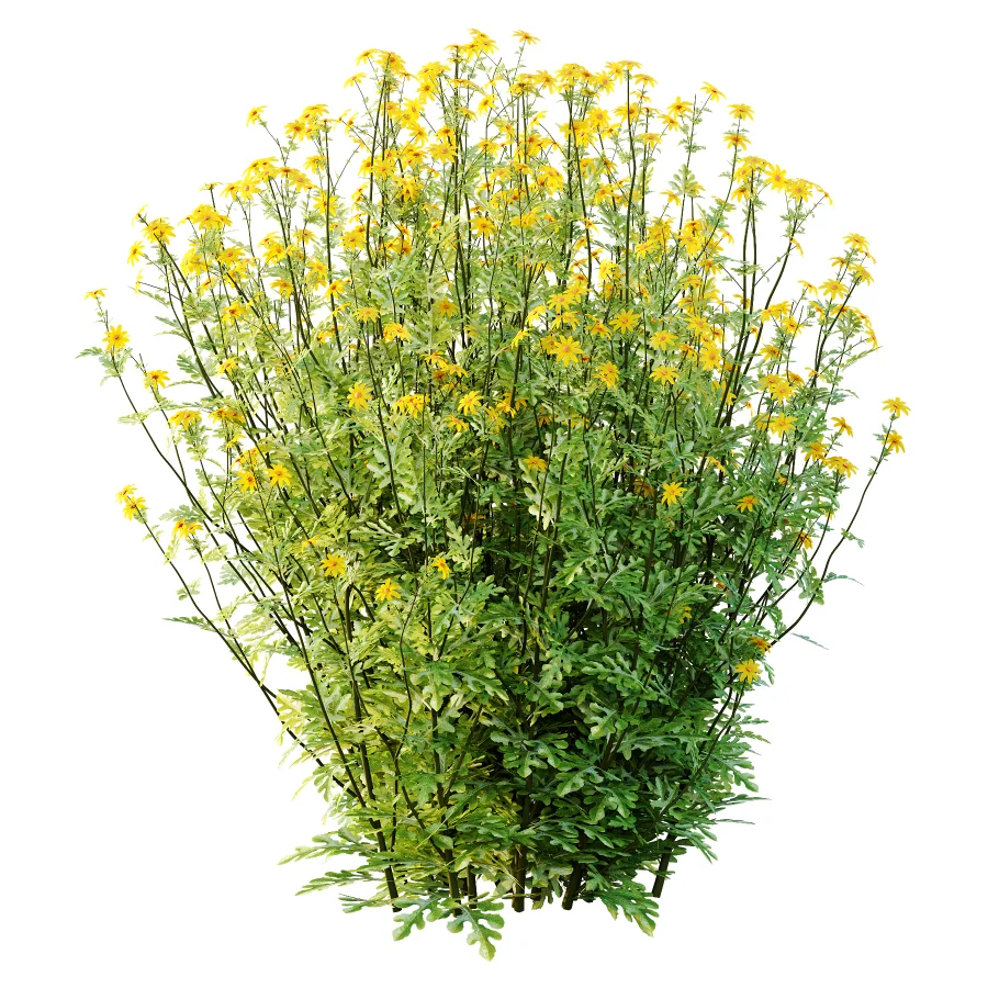 Senecio jacobaea wild flowers Tansy ragwort 04 - Image 2