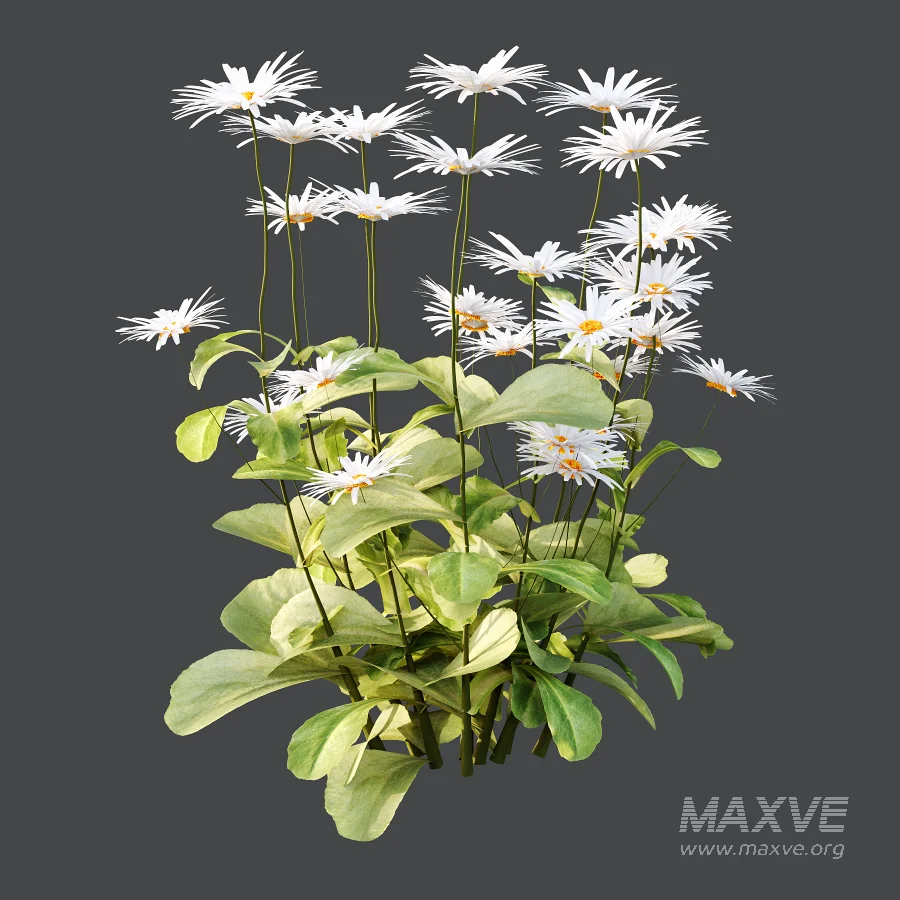 Common Daisy Flower Plant 01 - Image 1