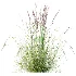 AV Plant Purple Moor Grass Molinia Caerulea - Thumbnail 4
