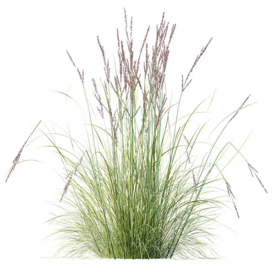 AV Plant Purple Moor Grass Molinia Caerulea - Image 4