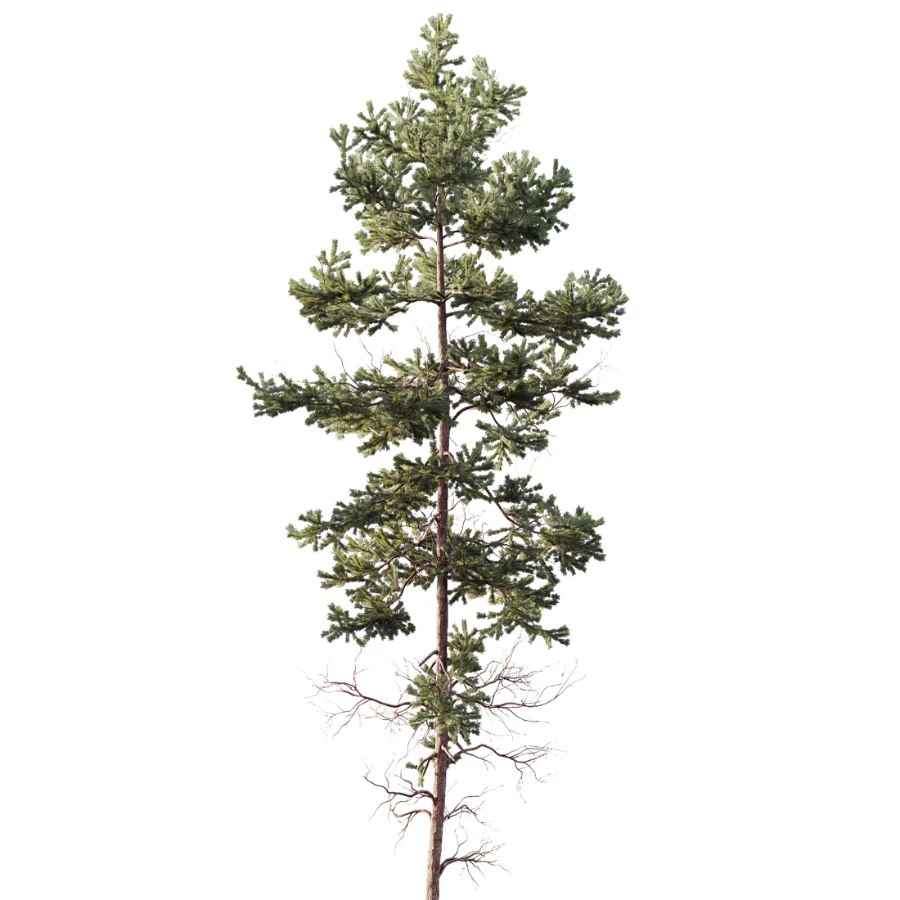 AV Autumn winter trees Pinus Sylvestris and Chamaecyparis - Image 3