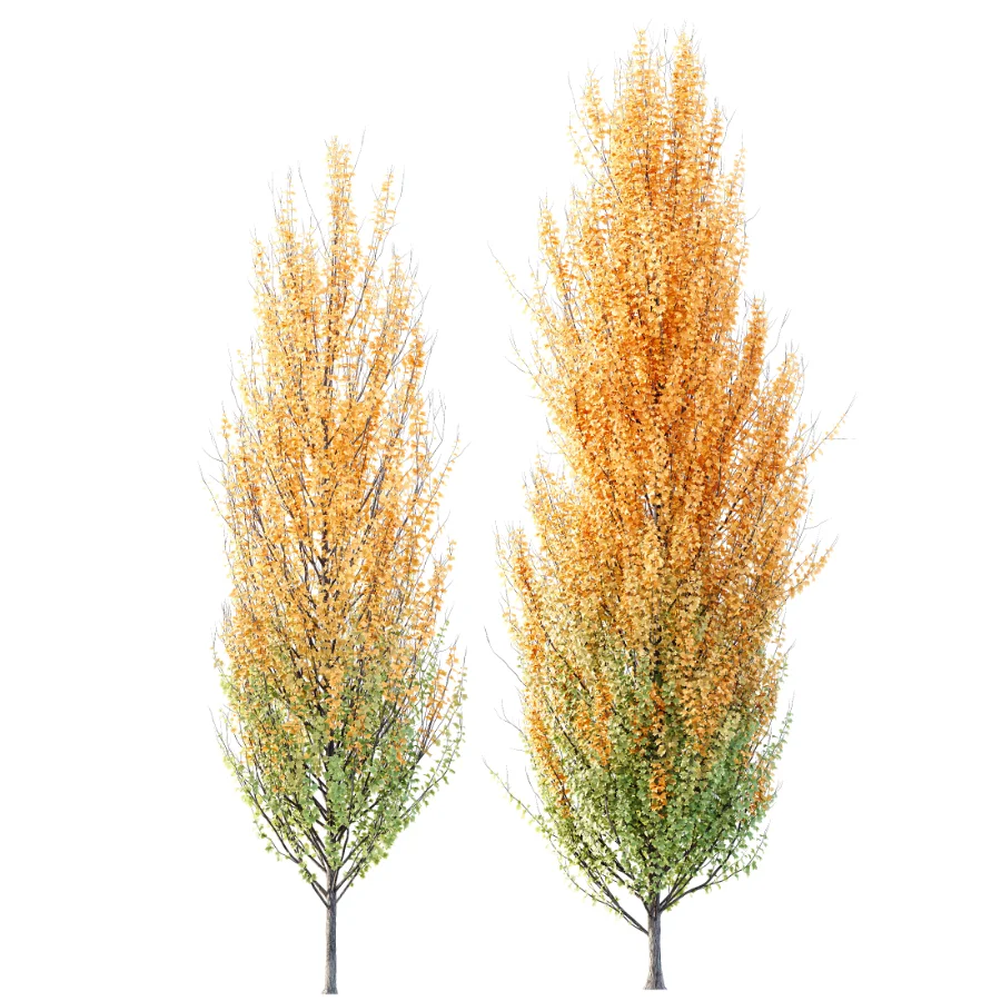 AV Acer X freemanii Freeman Maple Sapindaceae set 06 - Image 2