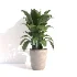 indoor plant_002 - Thumbnail 3