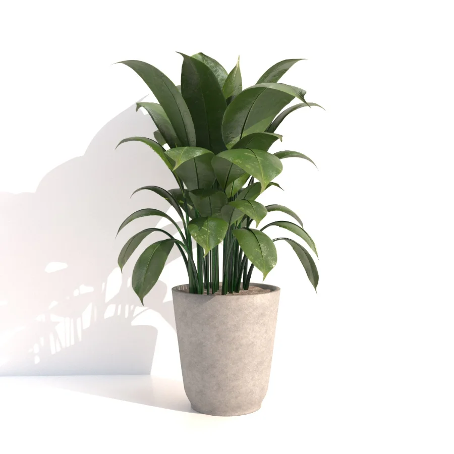 indoor plant_002 - Image 3