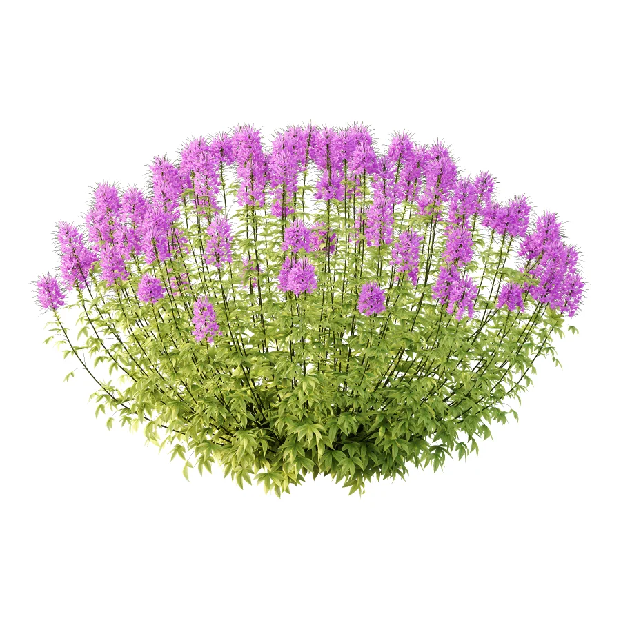 ntal annual, but is impressive for its long flowering period and impressive floral display. We reveal whether the spider flower is hardy and which location is optimal for successful planting.The spider flower belongs to the spider family (Cleomaceae) and comes from subtropical Central and South America. The taxonomy of the beautiful spider flower has not yet been clearly defined, which is why you can also come across names such as Cleome hassleriana and Tarenaya hassleriana when looking for the summer flower. It is often called spiny spider flower or bee plant. The long stamens of the flowers give this special ornamental plant its name. Together with the petals, the appearance is reminiscent of a spider with long legs. This is why it’s known as the “spiny spider flower”. The long and narrow pod fruits are formed during the flowering period from July to October. Depending on the variety, the spider flower shines with pink, purple, red or white flowerheads and grows between 90 and 160cm tall. - Image 1