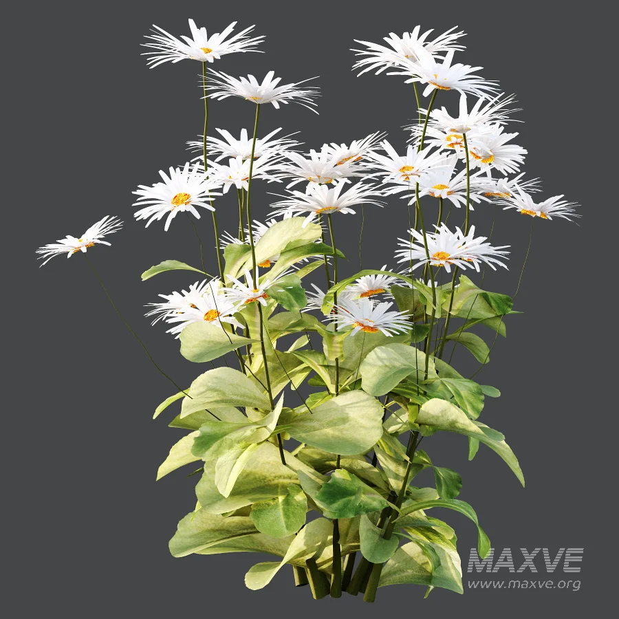 Common Daisy Flower Plant 01 - Image 2