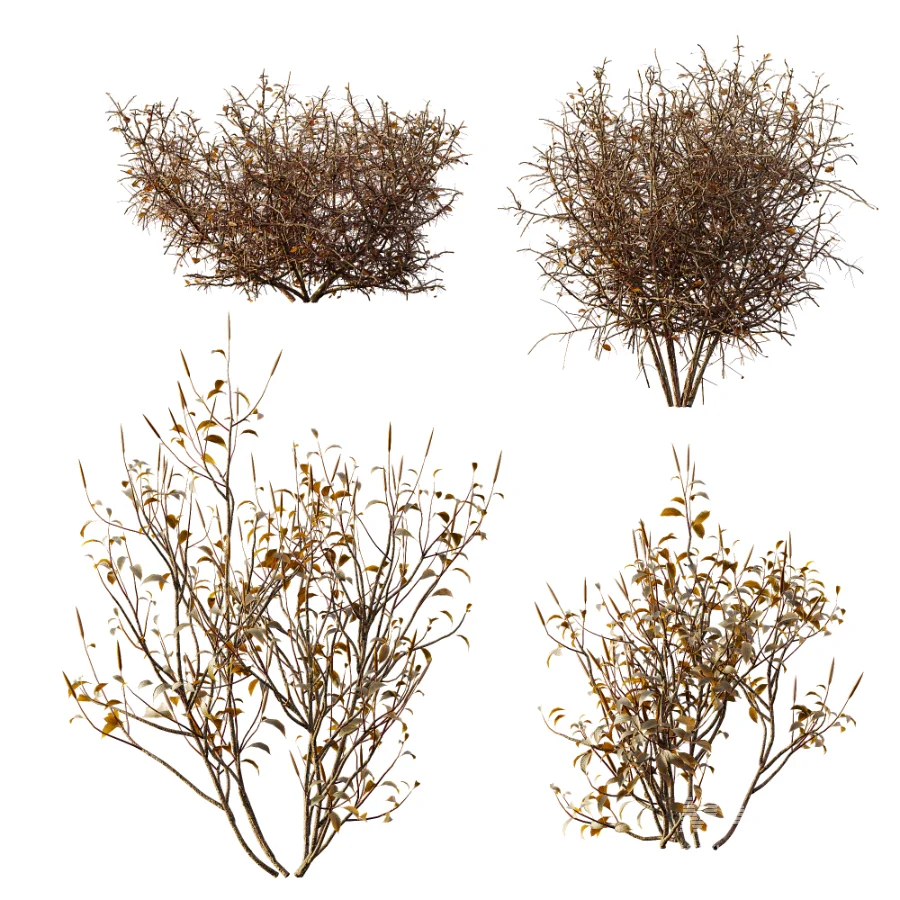 AV Winter Plant Snow Cornus sanguinea and Snow Kapebonavista Pachystachys - Image 5