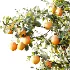 AV Plants Citrus Sinensis Orange Arancio Version02 - Thumbnail 10