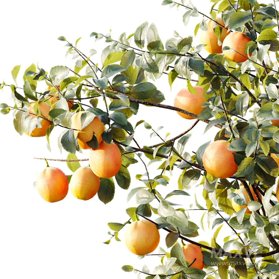 AV Plants Citrus Sinensis Orange Arancio Version02 - Image 10