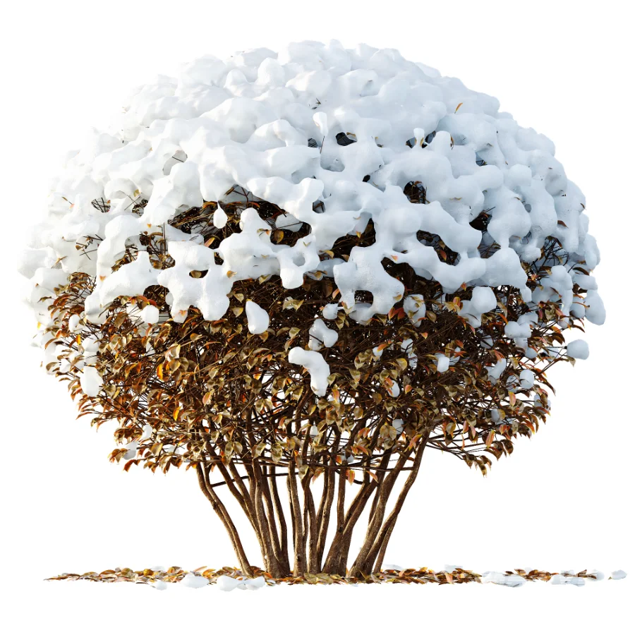 Av Winter Plant darf Yaupon Holly Winter - Image 3