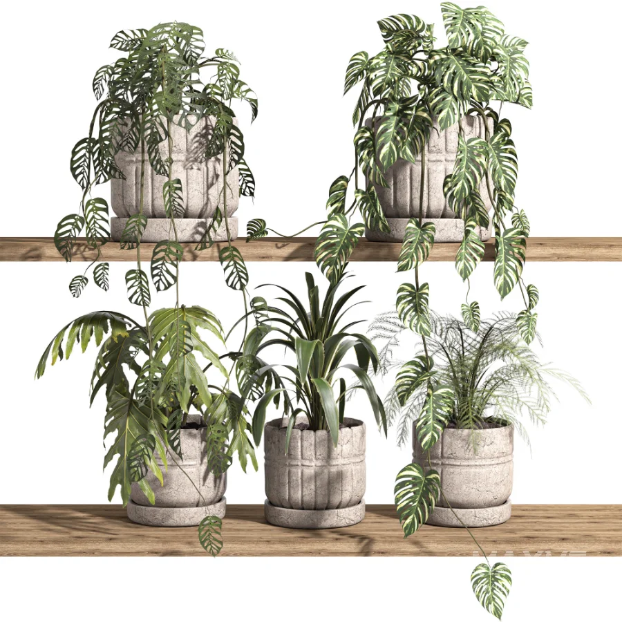 ivy potted plants on shelf - Image 1