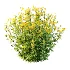 Senecio jacobaea wild flowers Tansy ragwort 04 - Thumbnail 3