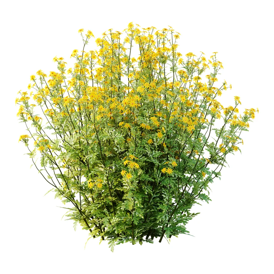 Senecio jacobaea wild flowers Tansy ragwort 04 - Image 3