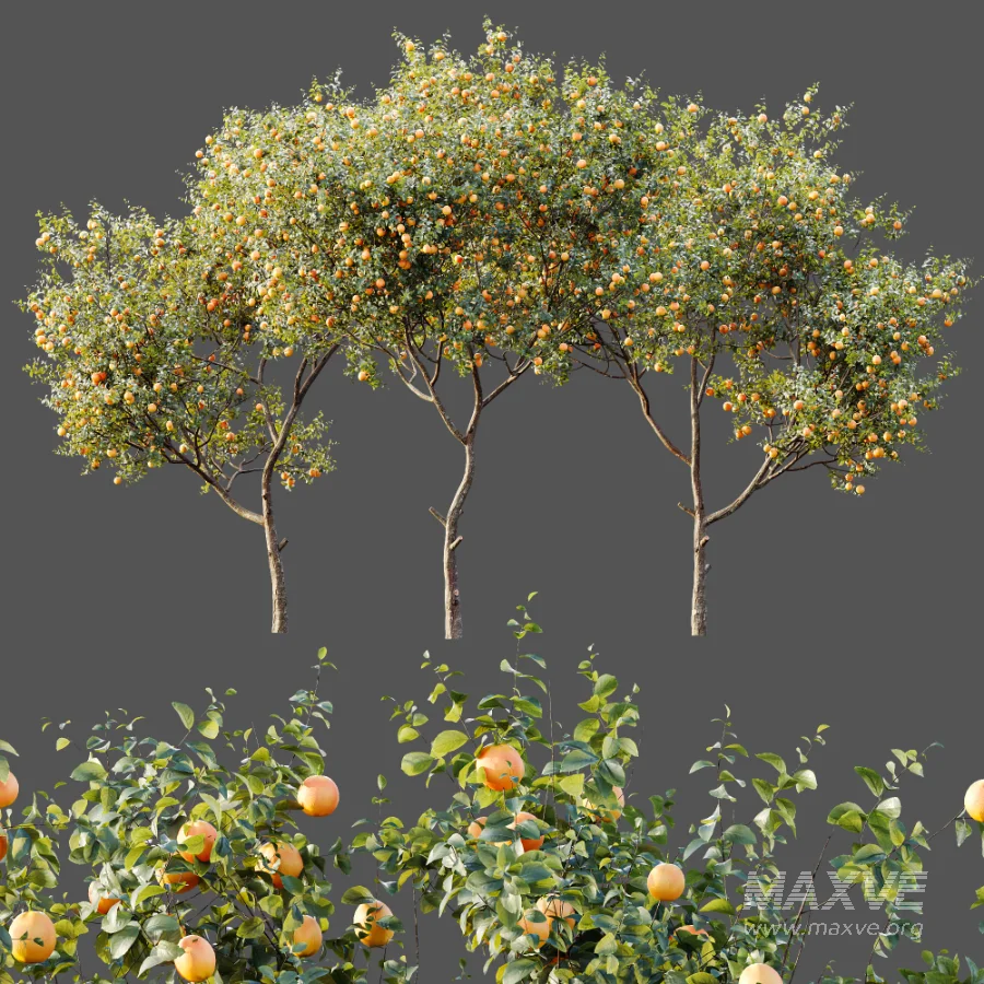 AV Plants Citrus Sinensis Orange Arancio Version02 - Image 7