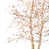 AV Autumn and winter trees Alnus Glutinosa - Thumbnail 4