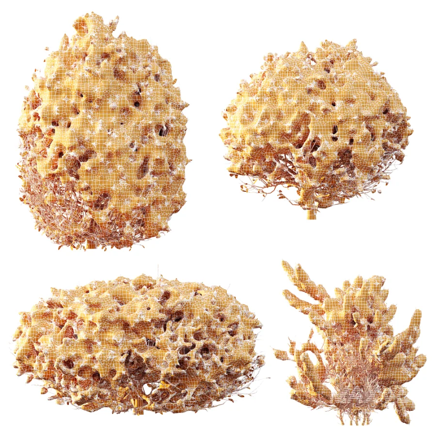 AV Winter Plant Snow Quihoui Privet and Snow Wild Erica Multiflora - Image 11