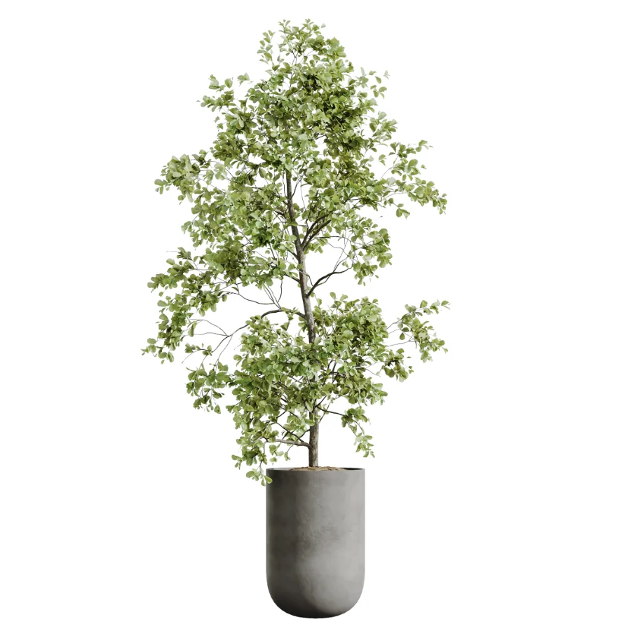 AV Indoor Plants Set 437 Olive and Rubber Ficus and Ficus Marginata and Lime Cane Dragon and Ficus African Fig - Image 4