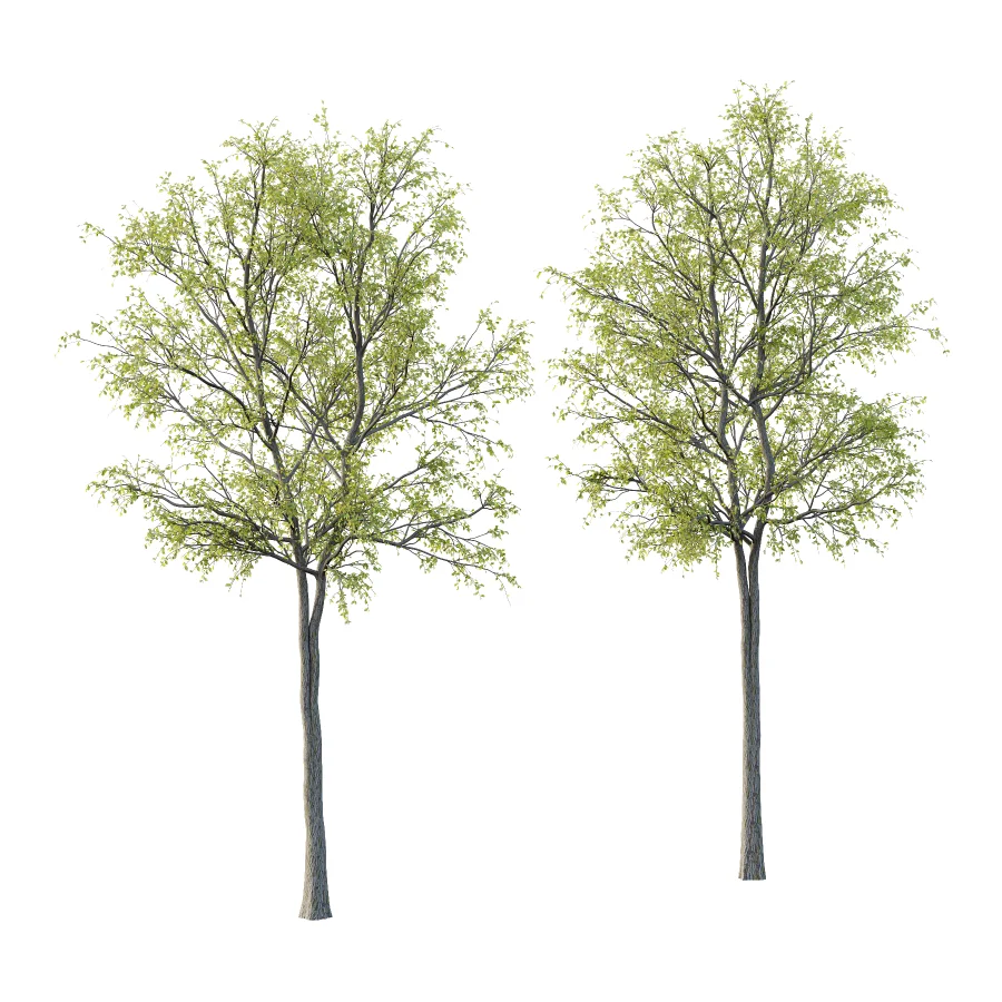 Chinese ash Tree Fraxinus chinensis 05 - Image 1