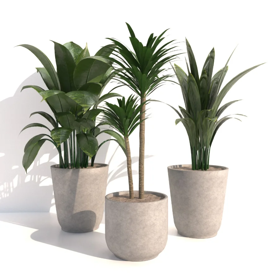 indoor plant_002 - Image 2