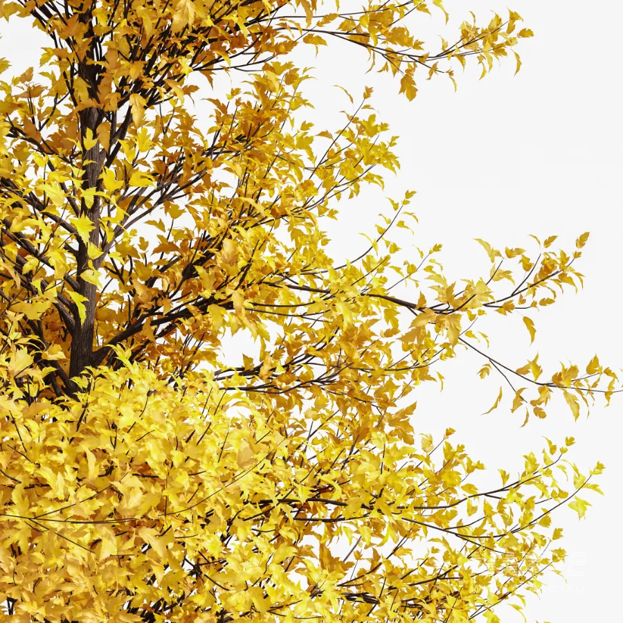 AV Acer Buergerianum Fall and Acer X freemanii - Image 2