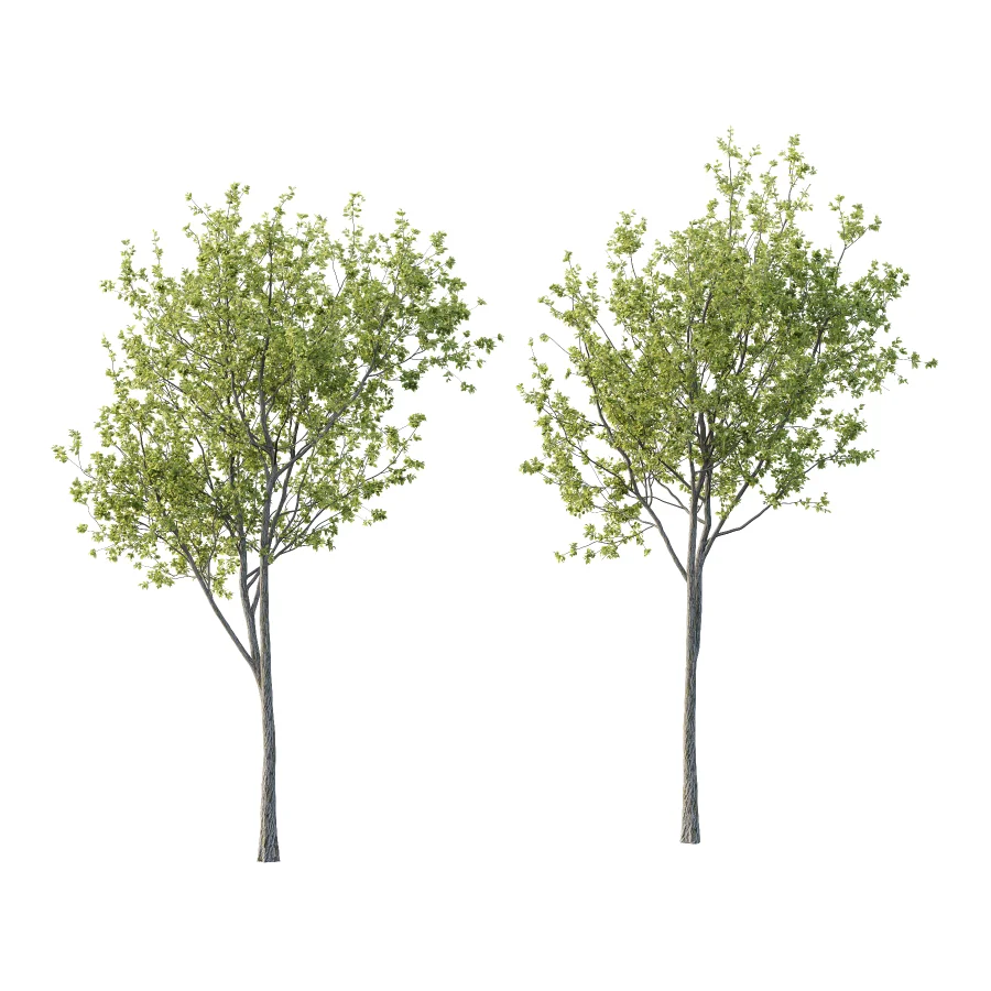 Chinese ash Tree Fraxinus chinensis 09 - Image 2