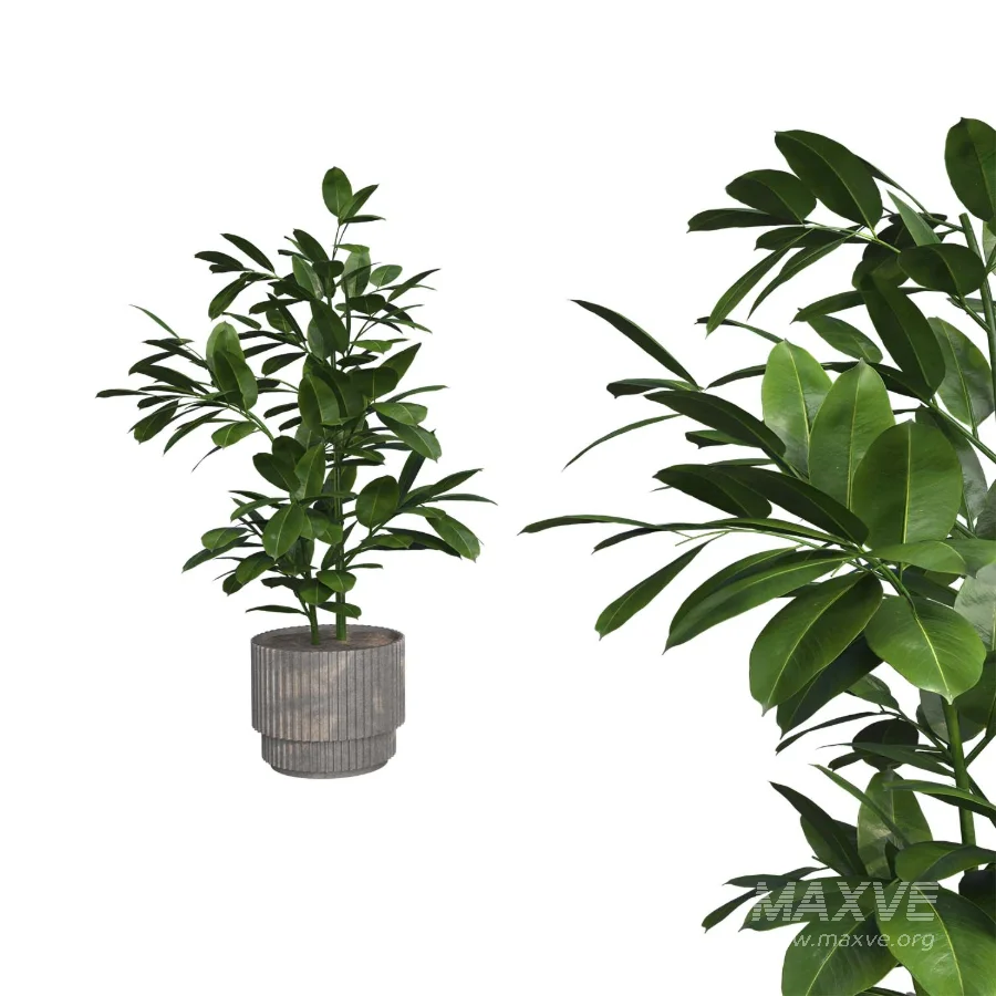 indoor plant_003 - Image 2