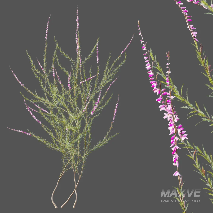 AV Plant Bush Purple Heather Calluna Vulgaris - Image 5