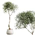 AV Indoor Plants Set 439 Ficus Beliza and Olive and Ficus Binnendijkii and Ficus Marginata and Ficus macrocarpa - Thumbnail 1