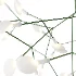 Heracleum III Suspended Suspension 02 - Thumbnail 4