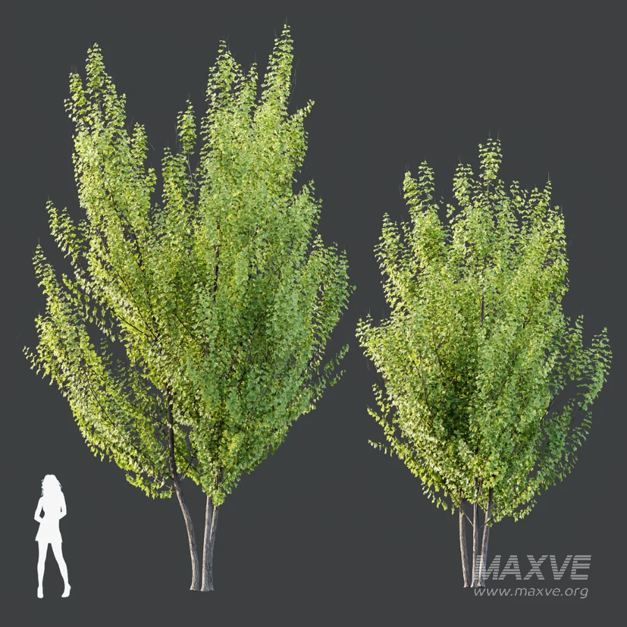 AV Acer X_freemanii Freeman Maple Sapindaceae Autumn Blaze set 05 - Image 5