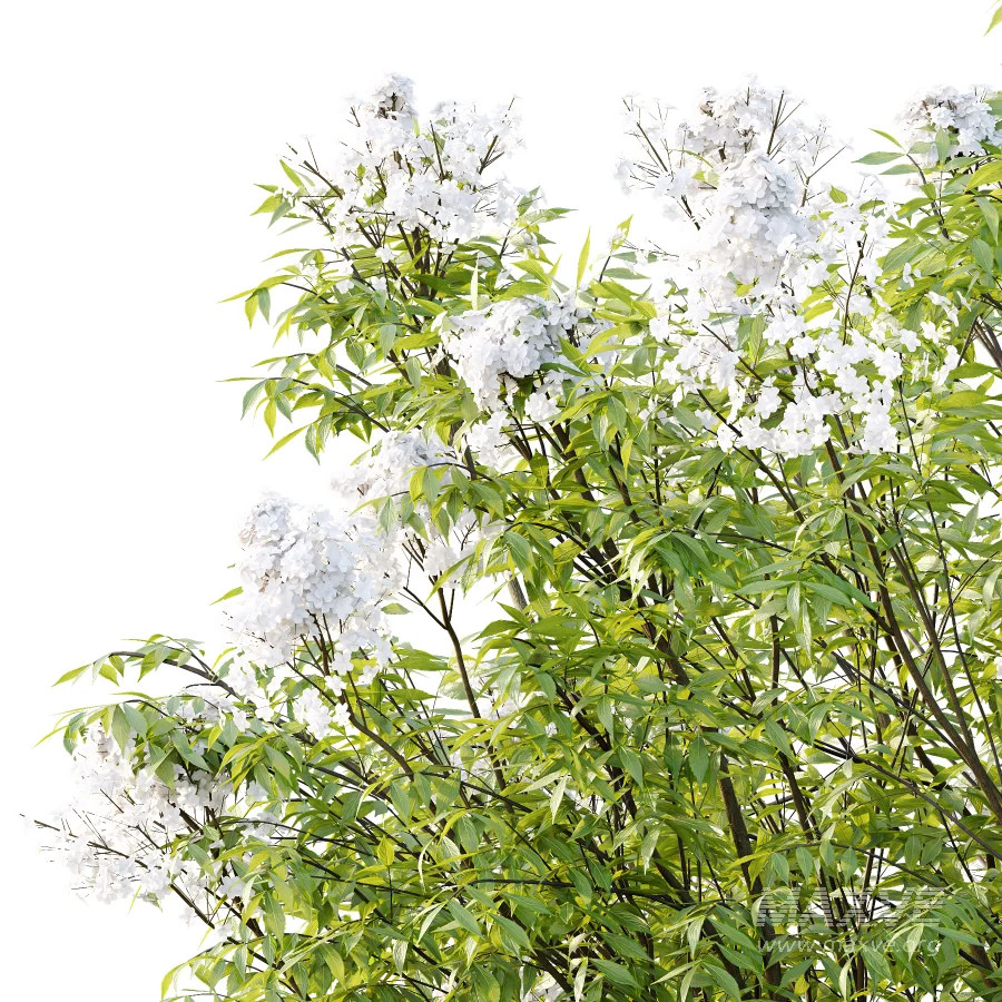 Sambucus nigra Tree 04 - Image 3