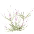 AV Plant Bush Purple Heather Calluna Vulgaris - Thumbnail 3