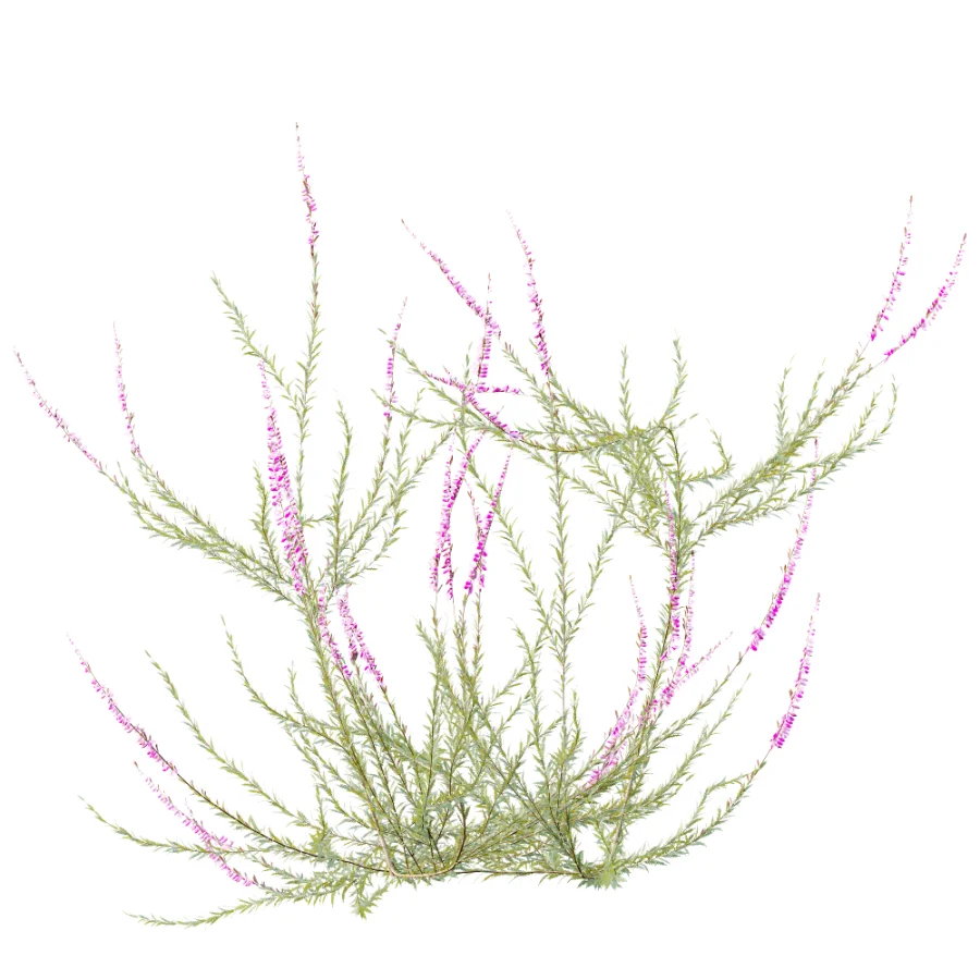 AV Plant Bush Purple Heather Calluna Vulgaris - Image 3