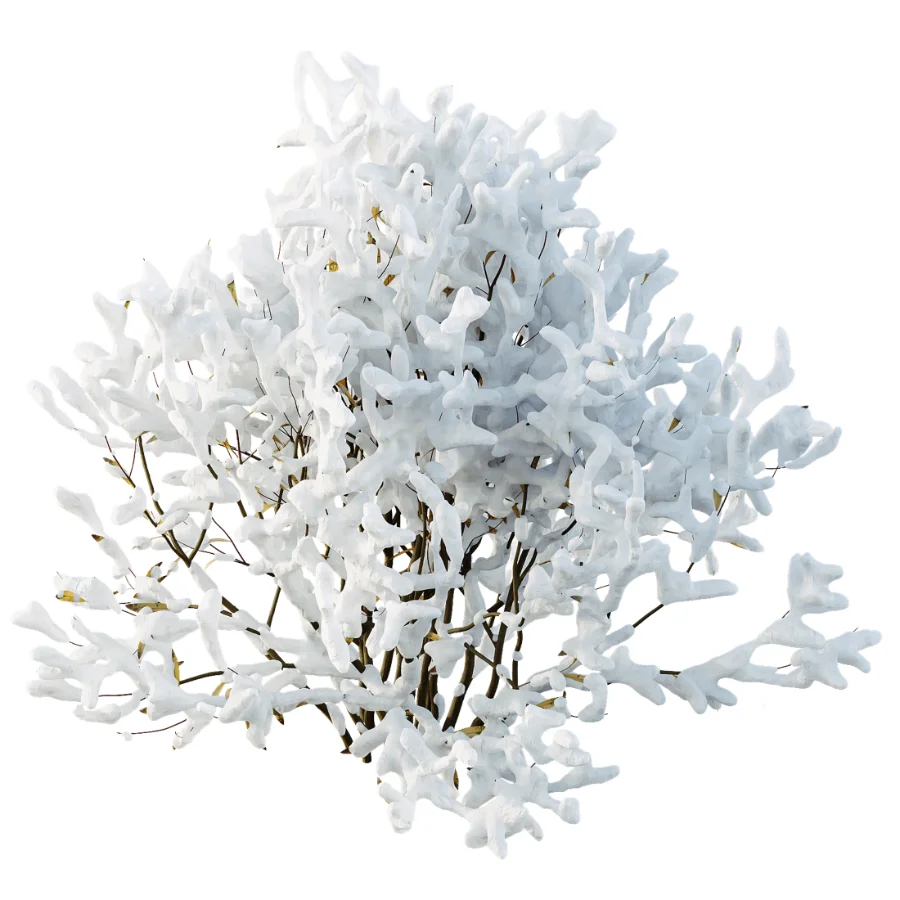 AV Winter Plant Snow Nerium Oleander Flower and Snow Salvia Mexican Sage - Image 3