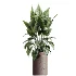 AV Indoor Plants Set 438 Olive and Alocasia Elefantenohr and Yucca Palm and Europaea Olive and Briful Pachira - Thumbnail 4
