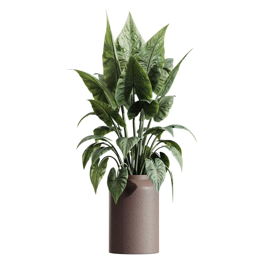 AV Indoor Plants Set 438 Olive and Alocasia Elefantenohr and Yucca Palm and Europaea Olive and Briful Pachira - Image 4