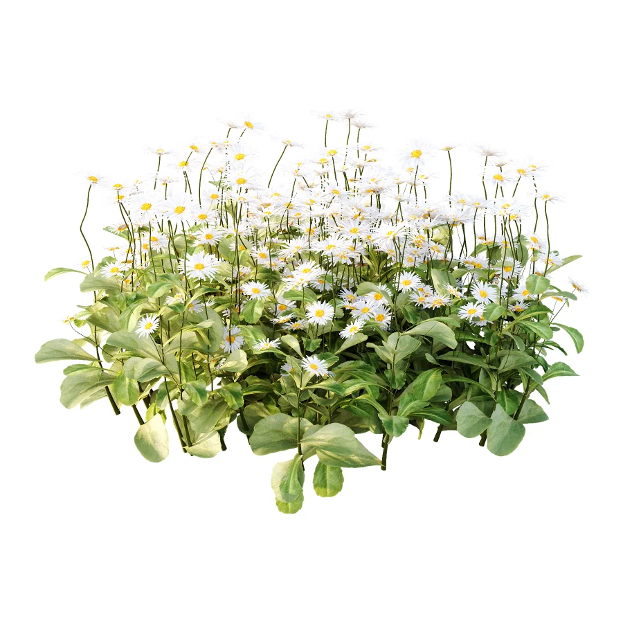 Common Daisy Flower Plant 02 - Image 1