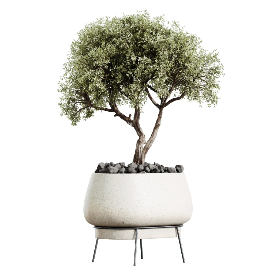 AV Indoor Plants Set 433 Ficus Marginata and Bird Of Paradise and Spineless Yucca and OLive Tree - Image 1