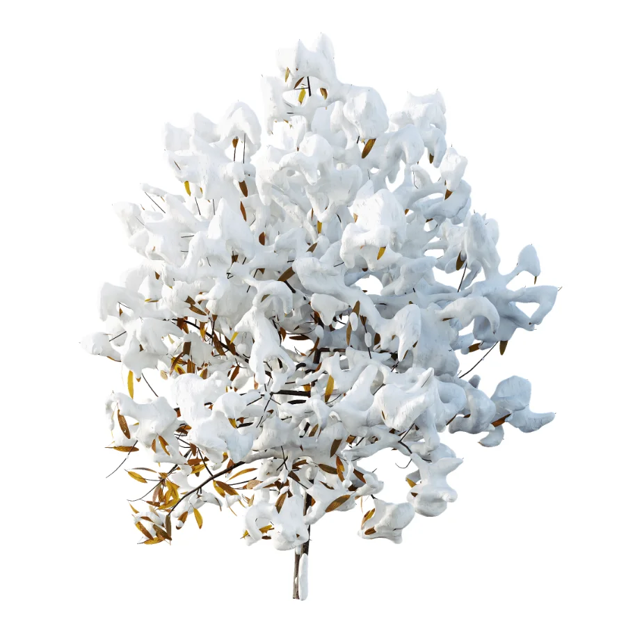 AV WinterPlant Snow Arboreum Bush and Snow Phillyrea Angustifolia - Image 1